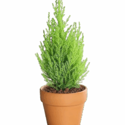 Lemon Cypress