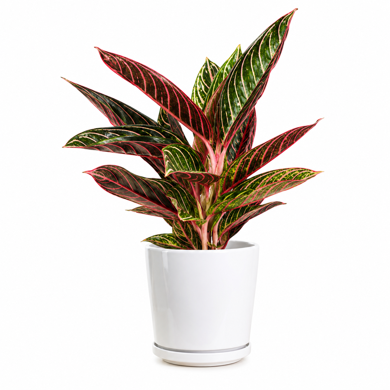 Aglaonema "Sparkling Sarah"