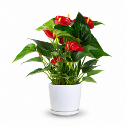 Flamingo Flower (Red)