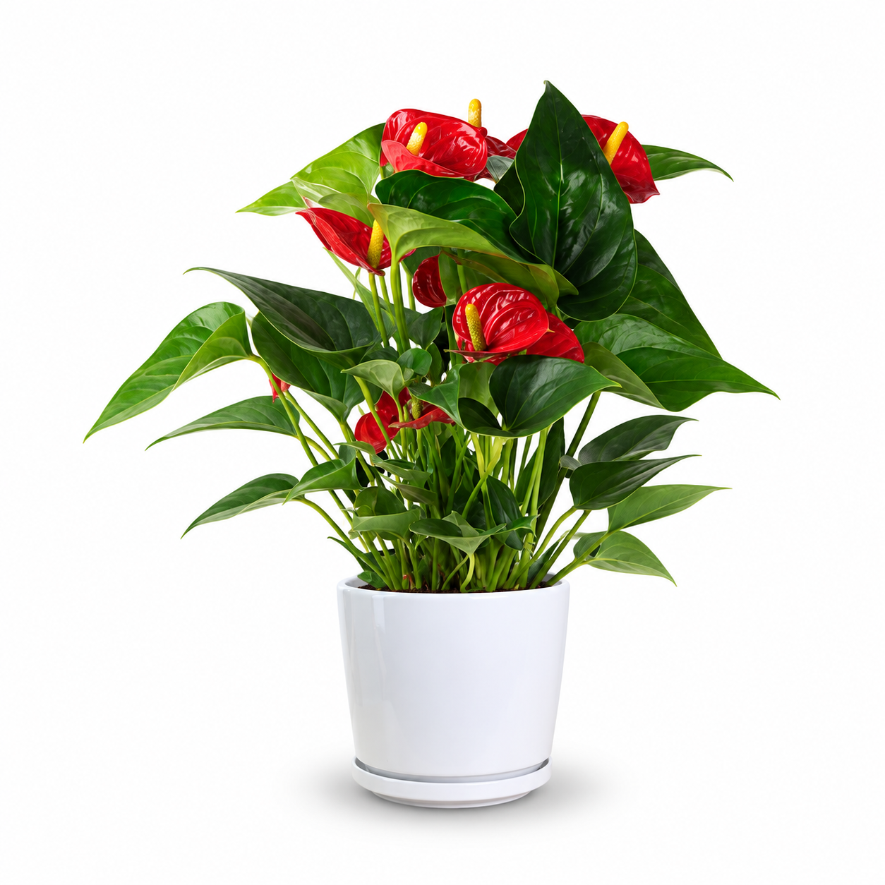 Flamingo Flower (Red)