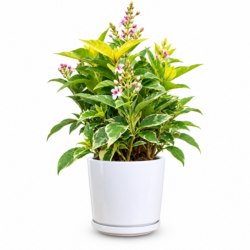Pseuderanthemum carruthersii