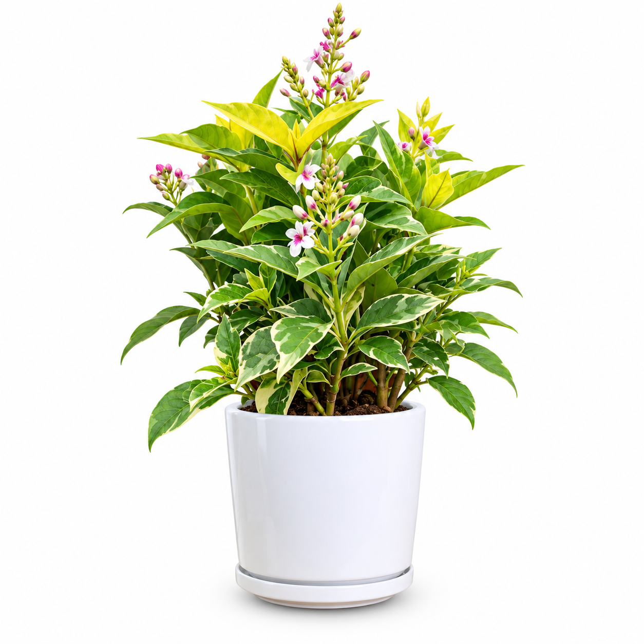 Pseuderanthemum carruthersii