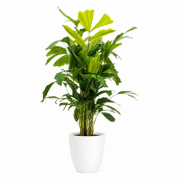 Fishtail Palm (Caryota mitis)