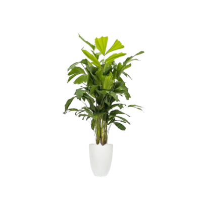 Fishtail Palm (Caryota mitis)