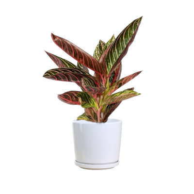 Aglaonema "Sparkling Sarah"