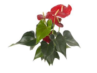 Flamingo Flower (Red)