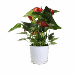 Flamingo Flower (Red)