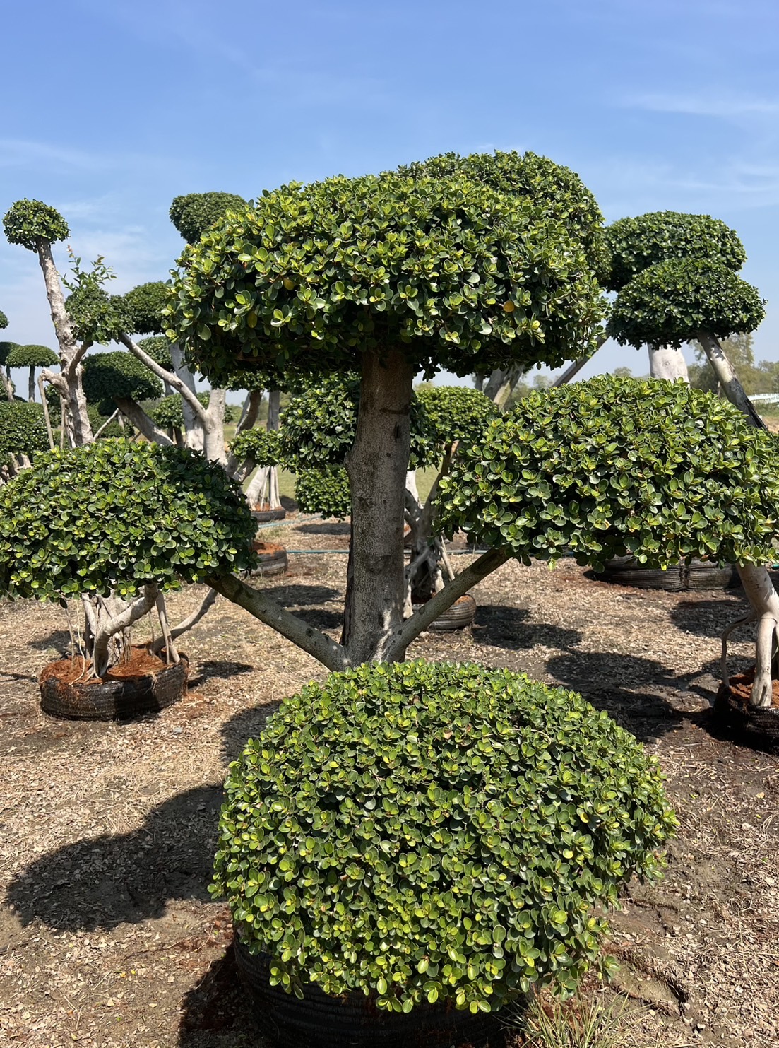 Ficus Annulata (Cloud Tree) - Image 2