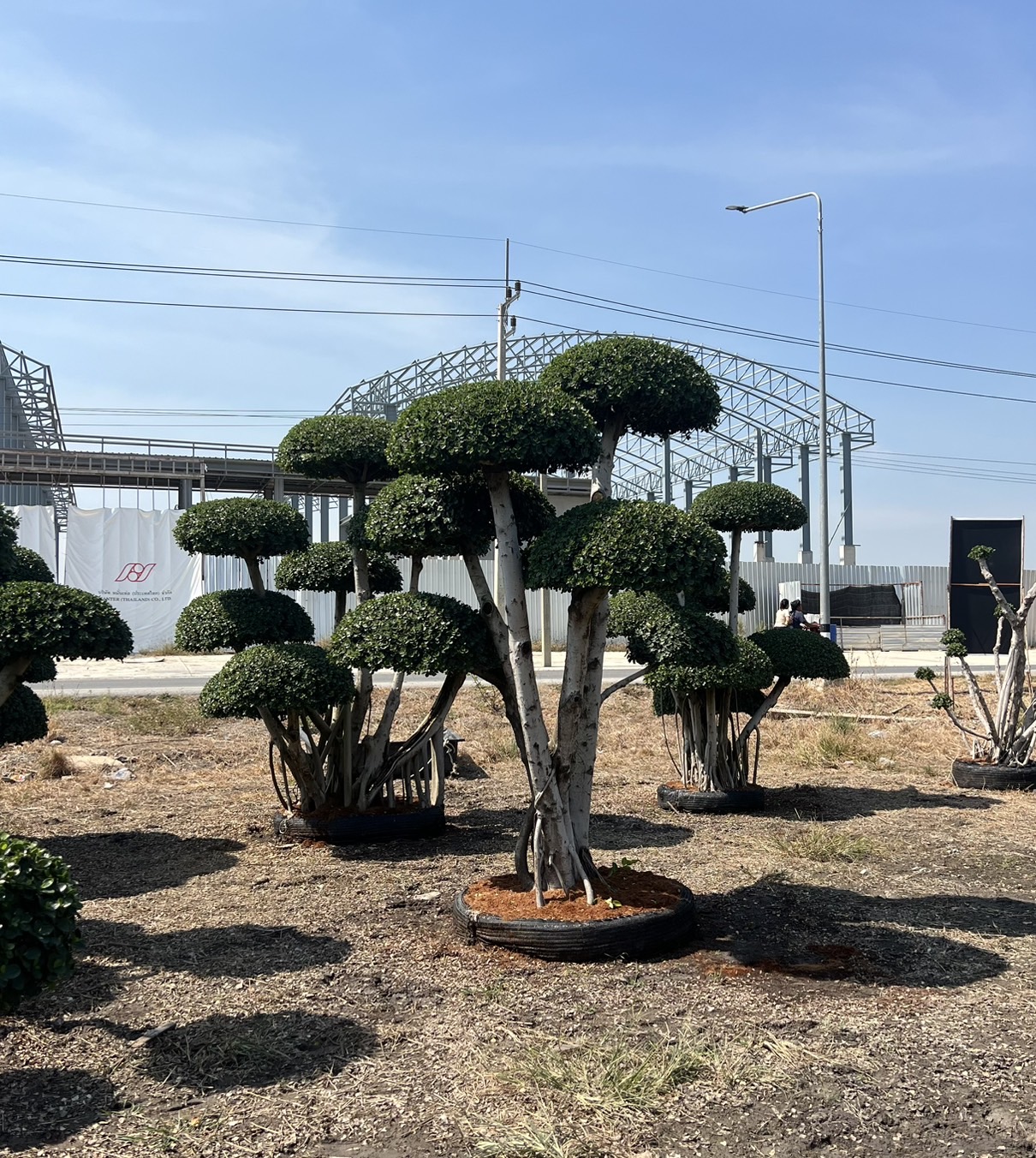 Ficus Annulata (Cloud Tree) - Image 3