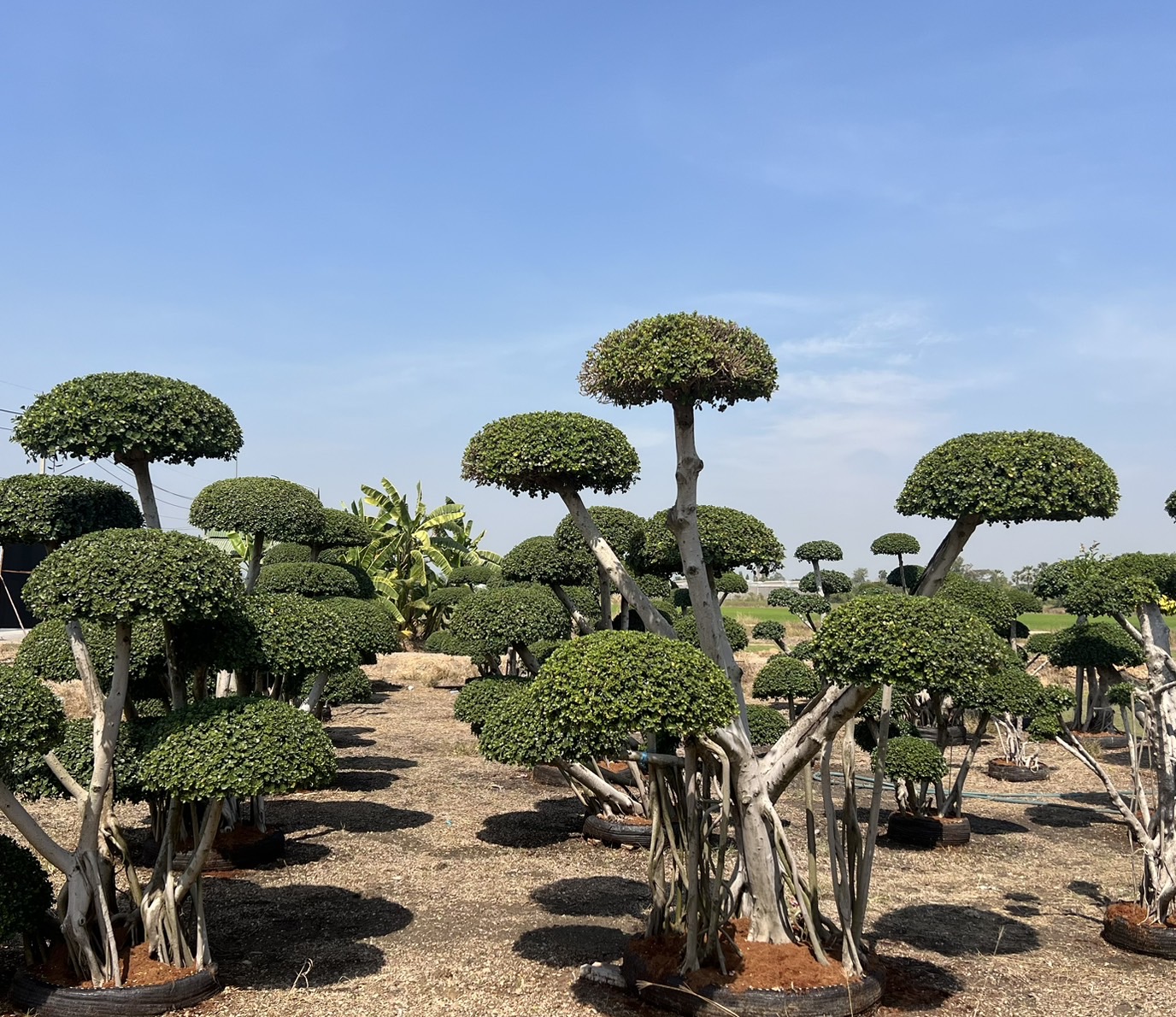 Ficus Annulata (Cloud Tree) - Image 4