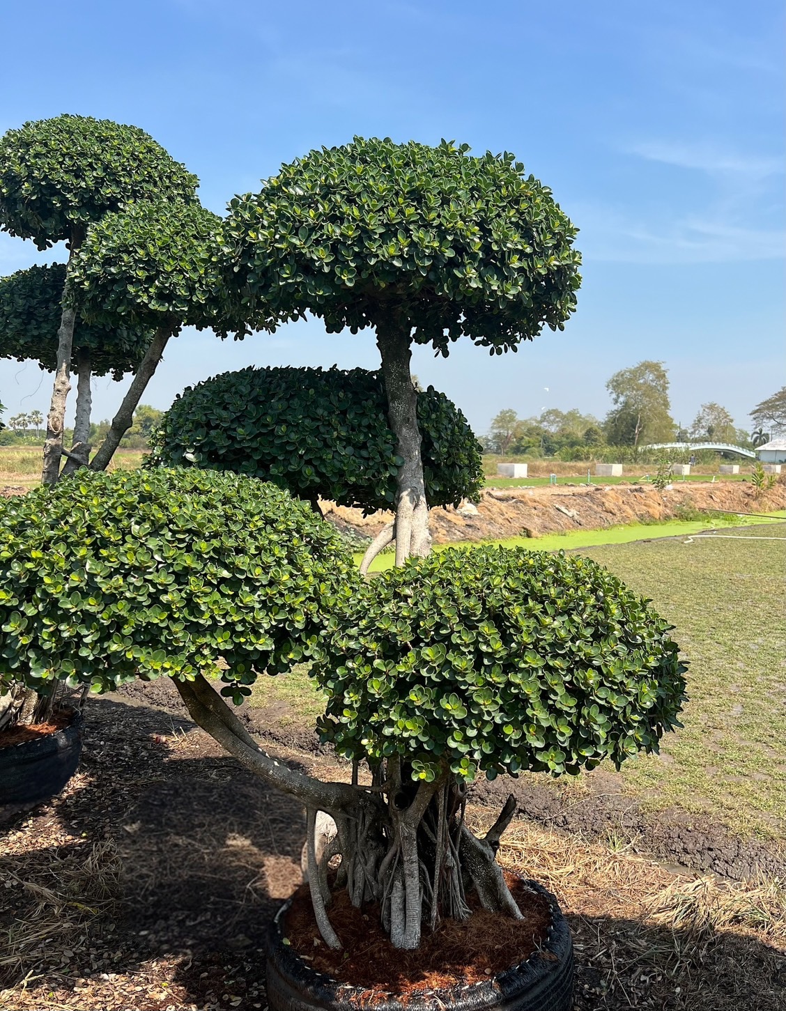 Ficus Annulata (Cloud Tree) - Image 5