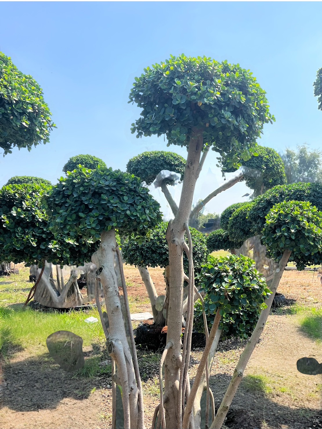 Ficus Annulata (Cloud Tree) - Image 6