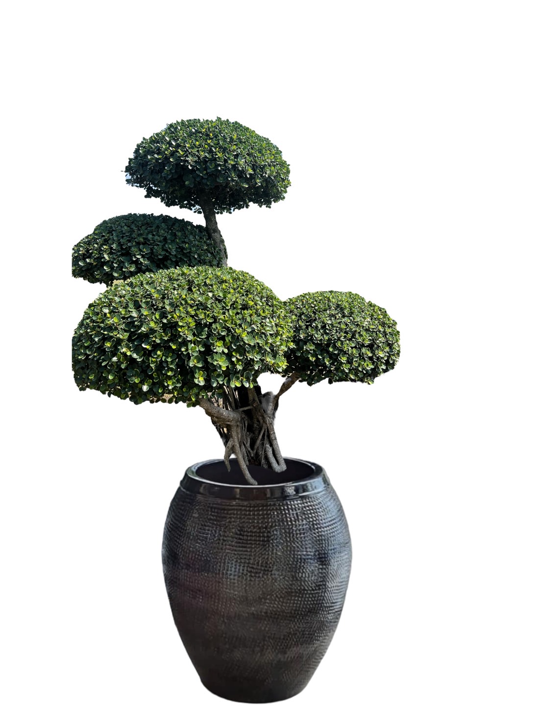 Ficus Annulata (Cloud Tree) - Image 7