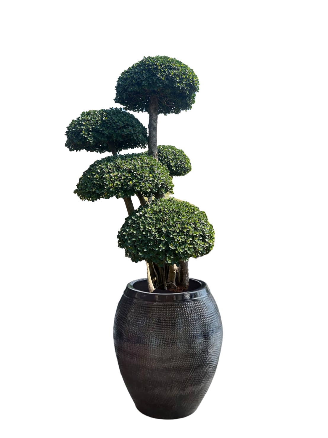 Ficus Annulata (Cloud Tree)