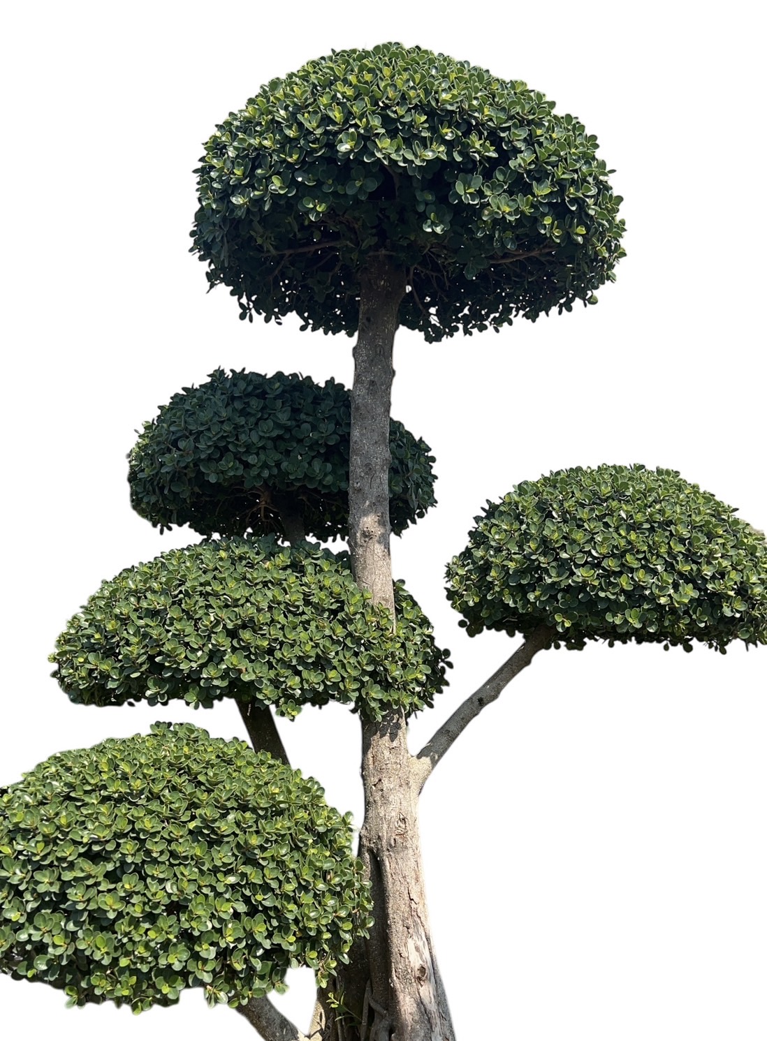 Ficus Annulata (Cloud Tree) - Image 8