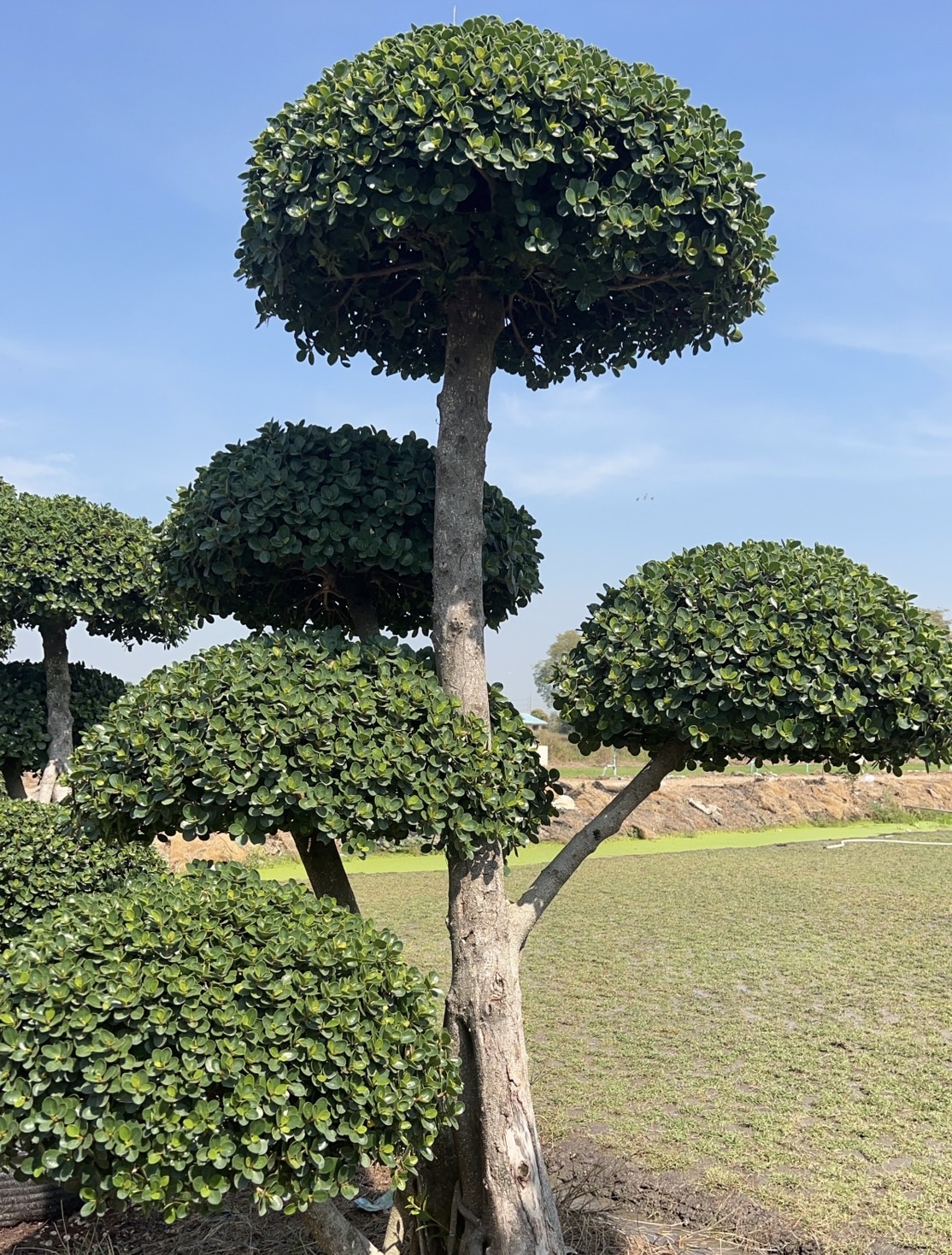 Ficus Annulata (Cloud Tree) - Image 9