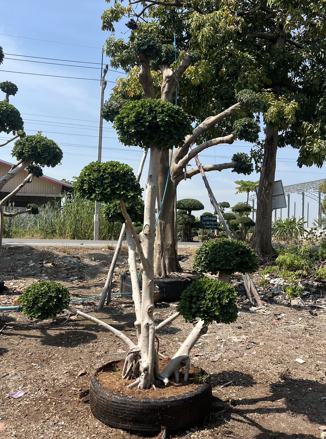 Ficus Annulata (Cloud Tree) - Image 10