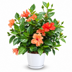 Hibiscus Rosa Sinensis (Cantaloupe )