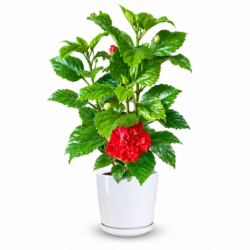 Hibiscus Rosa Sinensis (Red)
