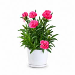 Pink Carnation