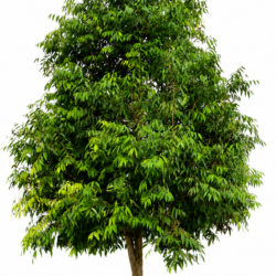Ceylon Ironwood Tree