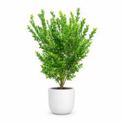 Lime Tree