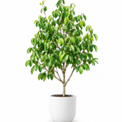 Longan Tree