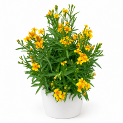 Tarragon - Artemisia Dracunculus