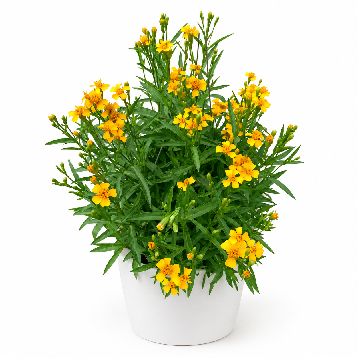Tarragon - Artemisia Dracunculus