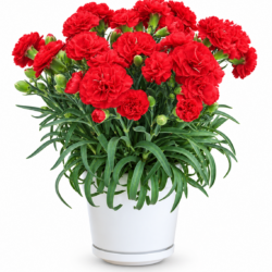 Dianthus ‘Menorca’ – Dark Red