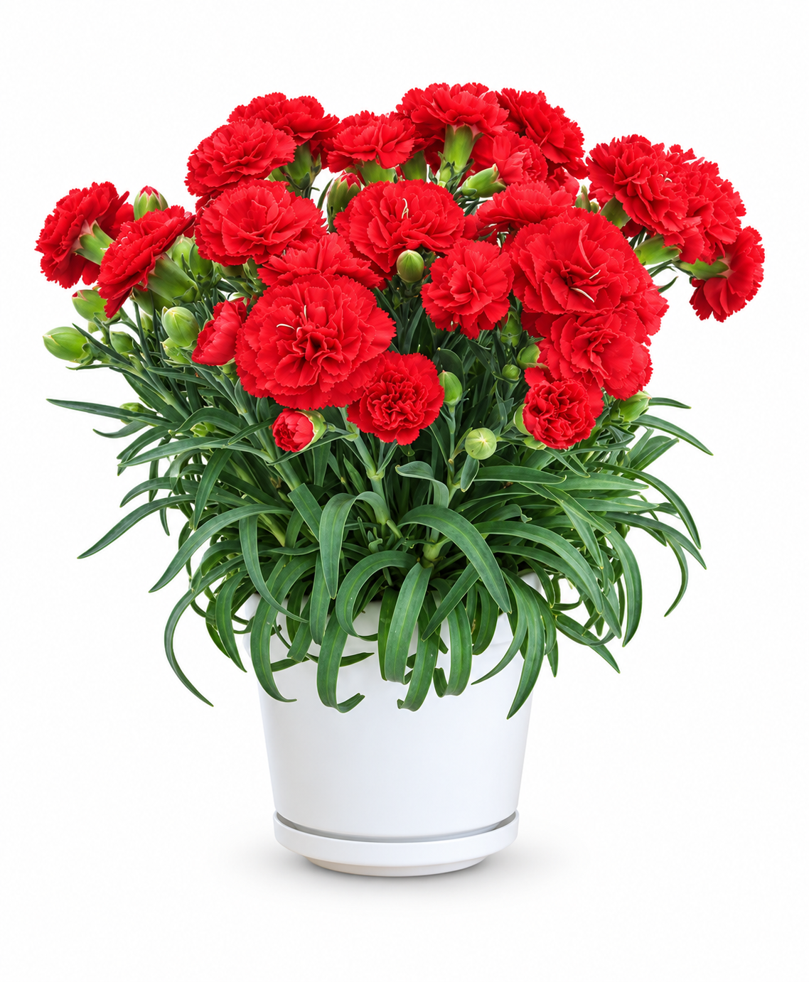 Dianthus ‘Menorca’ – Dark Red