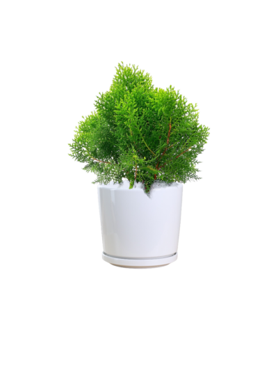 Thuja occidentalis (American arborvitae)  (A)