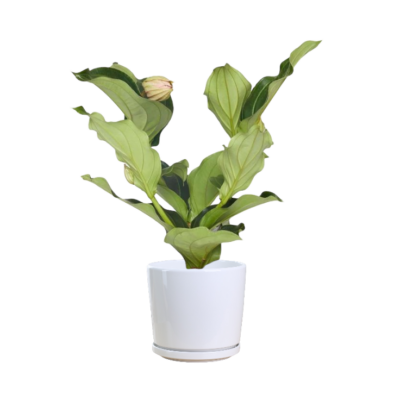 Medinilla magnifica - Image 2