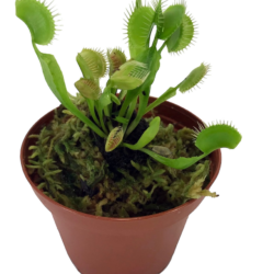 Venus Flytrap