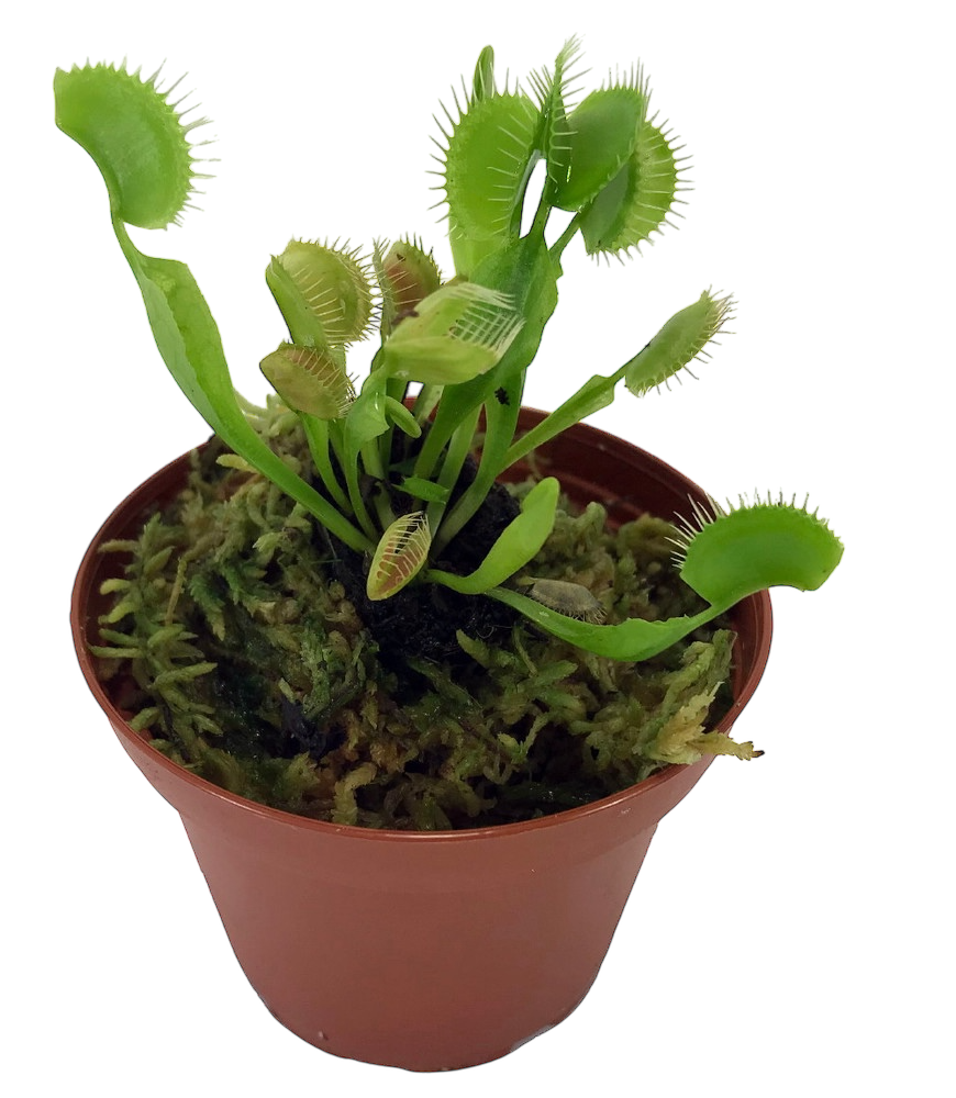 Venus Flytrap
