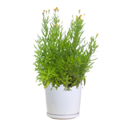 Tarragon - Artemisia Dracunculus