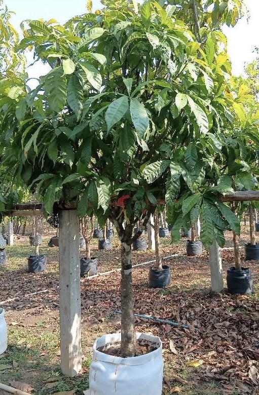 Gustavia Gracillima Miers