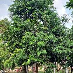 Ceylon Ironwood Tree