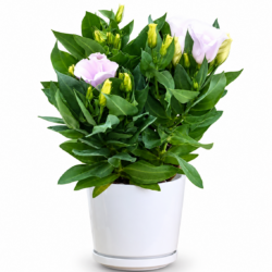 Eustoma Grandiflorum 'Bolero Ivory'