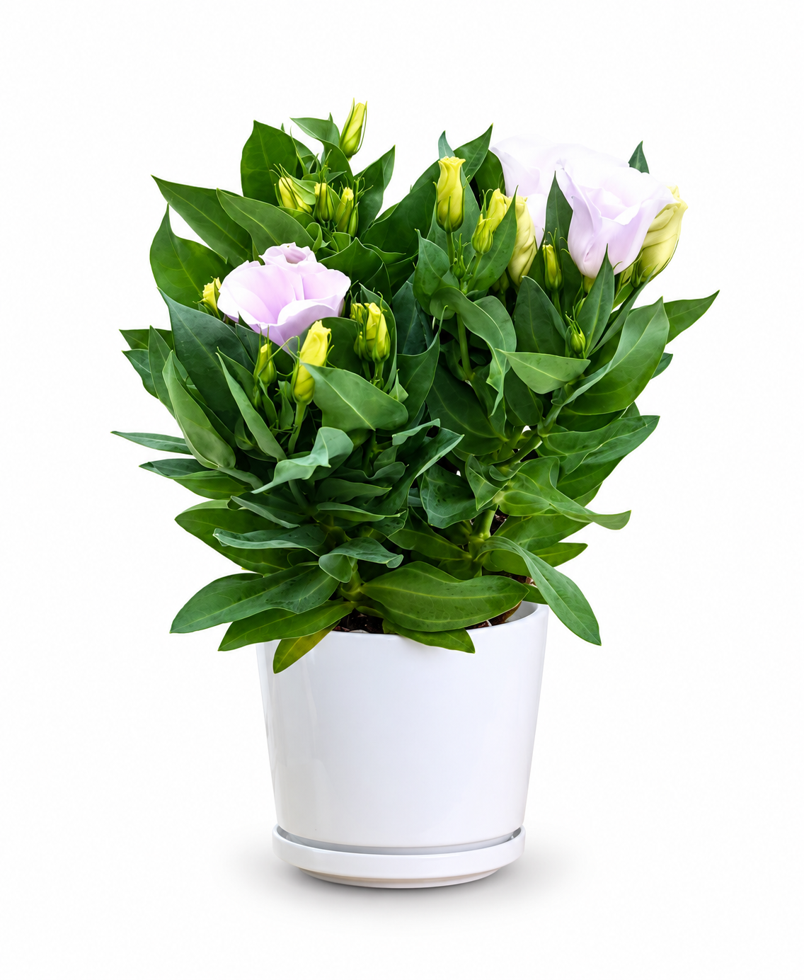 Eustoma Grandiflorum 'Bolero Ivory'