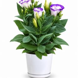 Eustoma Russellianum 'Bolero Blue Rim'