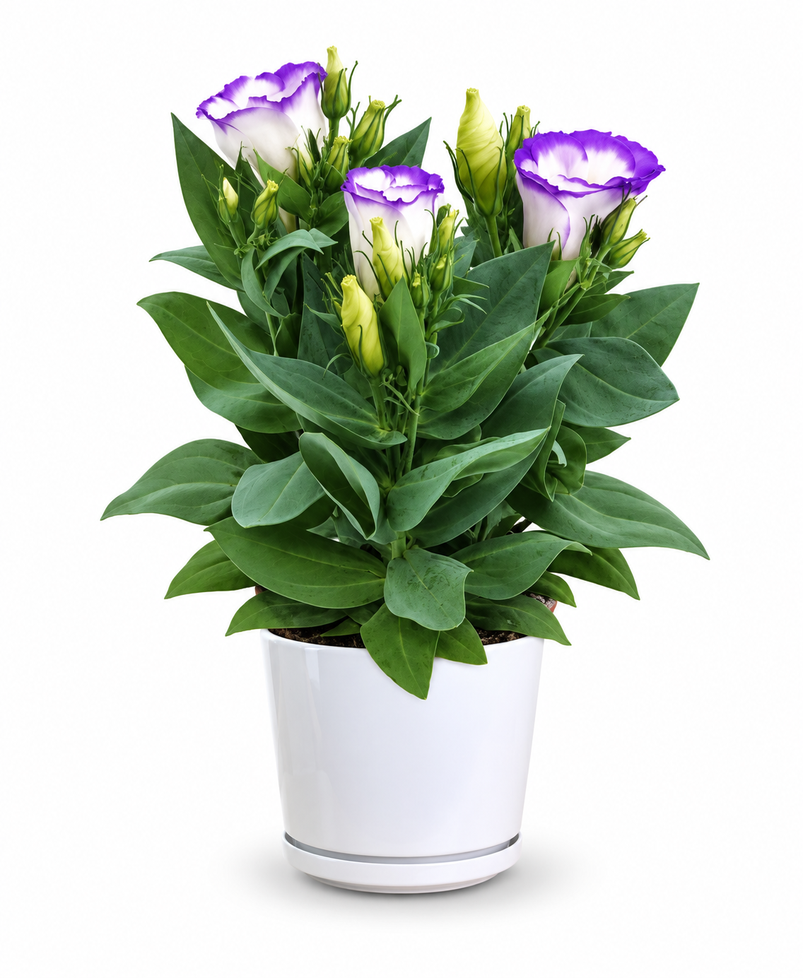 Eustoma Russellianum 'Bolero Blue Rim'