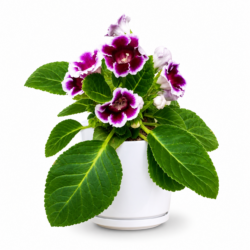 Gloxinia | Stone flower