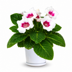 Gloxinia Bluish