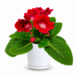Gloxinia Roi de Rouge