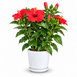 Hibiscus Rosa Sinensis (Deep Red)