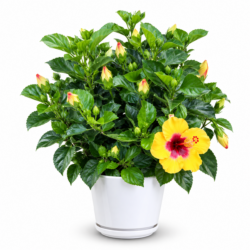 Hibiscus Rosa Sinensis (Yellow)