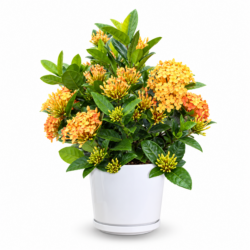 Ixora Dwarf - Yellow