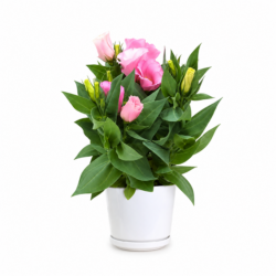 Lisianthus Carmen Rose