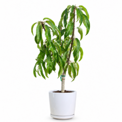 Mango Tree (Small)